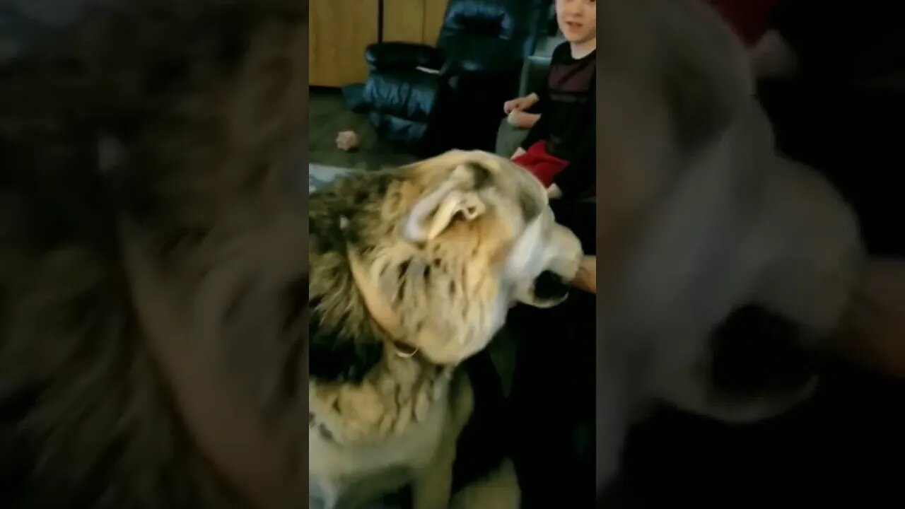 #husky #germanshepherd #dog #howling #doglife #sirens