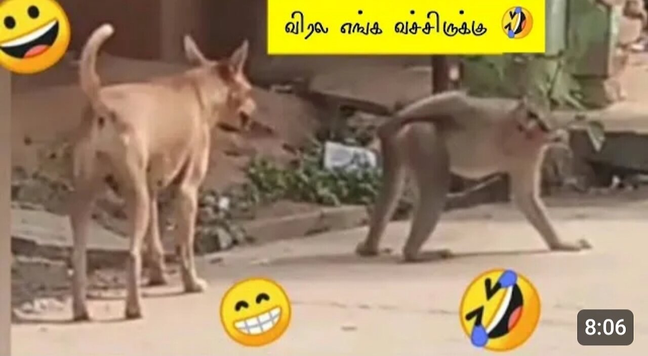 Try not to laugh 😂 | Monkey funny moments | #monkey #monkeyfight #monkeytroll