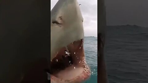 baby shark 🦈