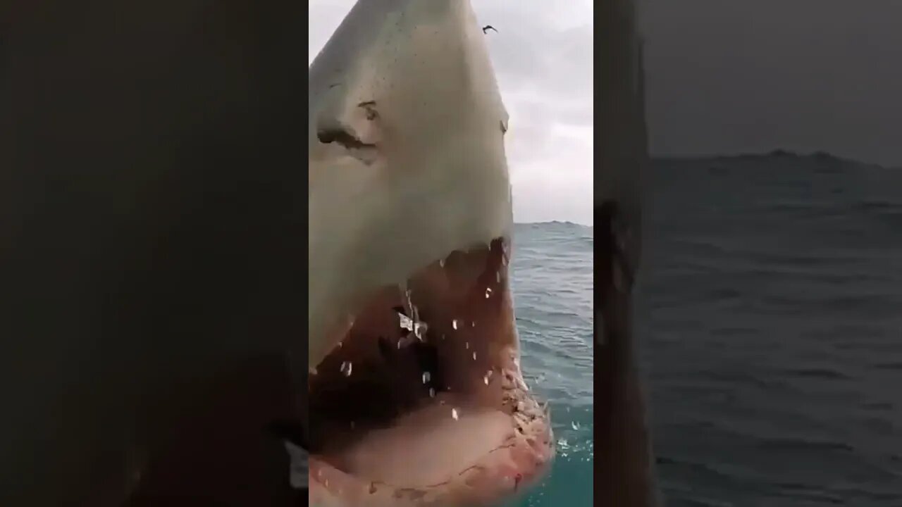 baby shark 🦈