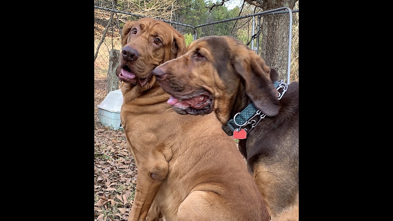 Bloodhound is heartbroken when his girlfriend leaves