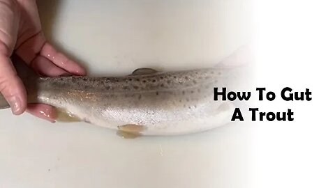 How to Gut a Trout