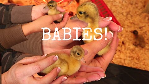 Our NEW Baby Ducks