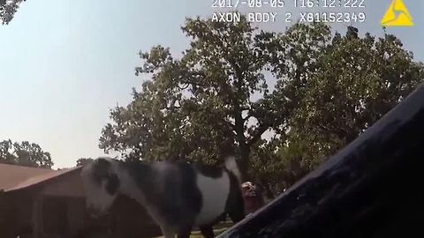 Goat jumps onto cop car in Oklahoma