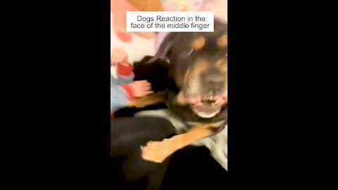 Angry dog reaction