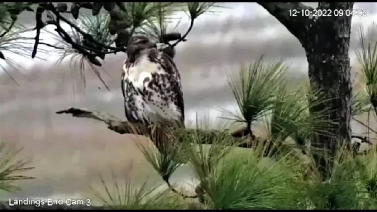 Red Tailed Hawk In The Marsh Tree 🌲 12/10/22 08:49