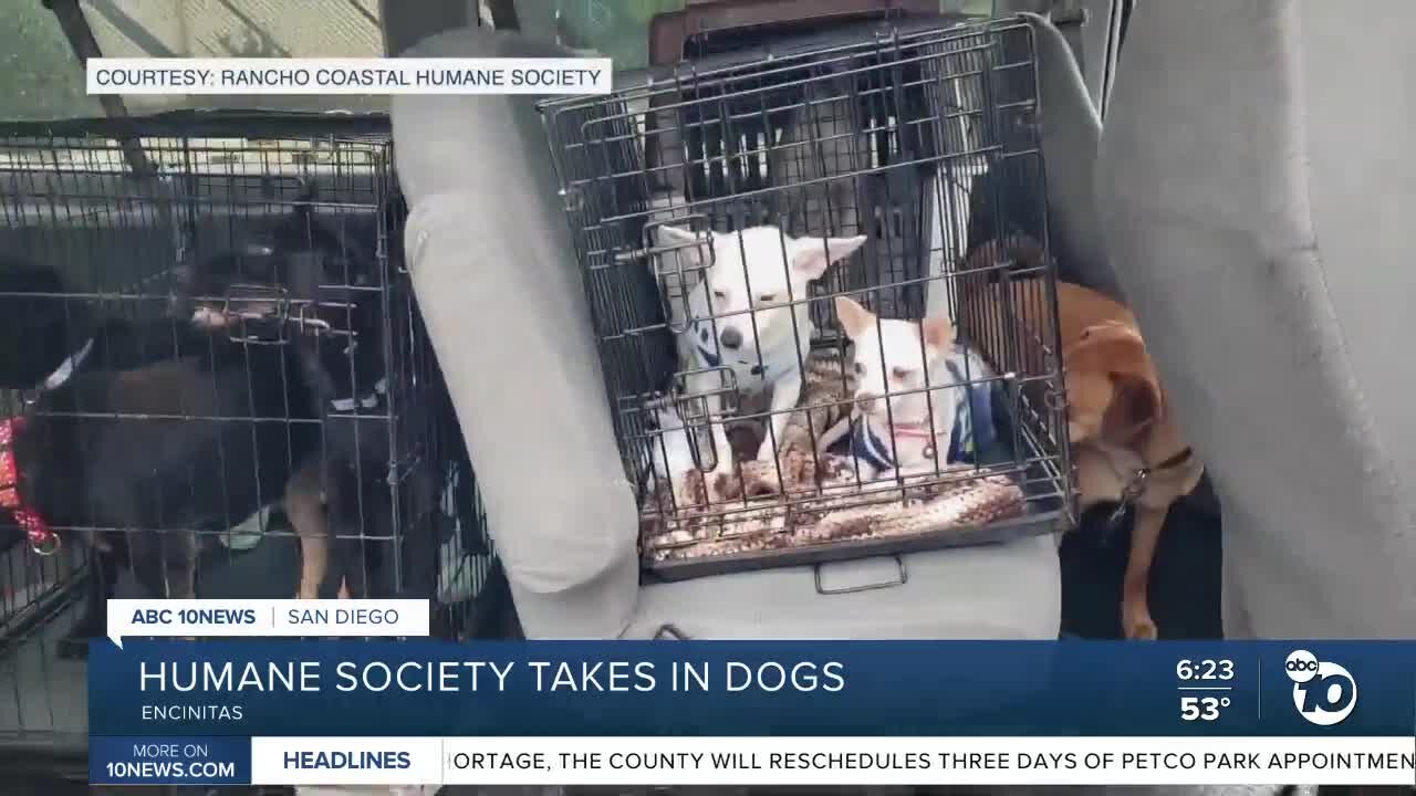 Humane Society takes in dogs