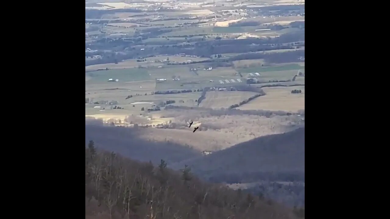 Incredible Footage of two eagles flying and fighting over food