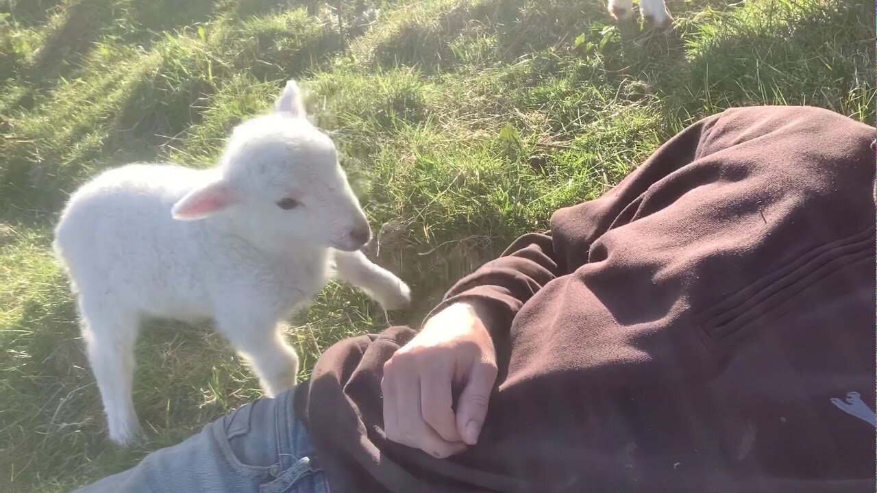 Cute Lamb Needs Attention❤️