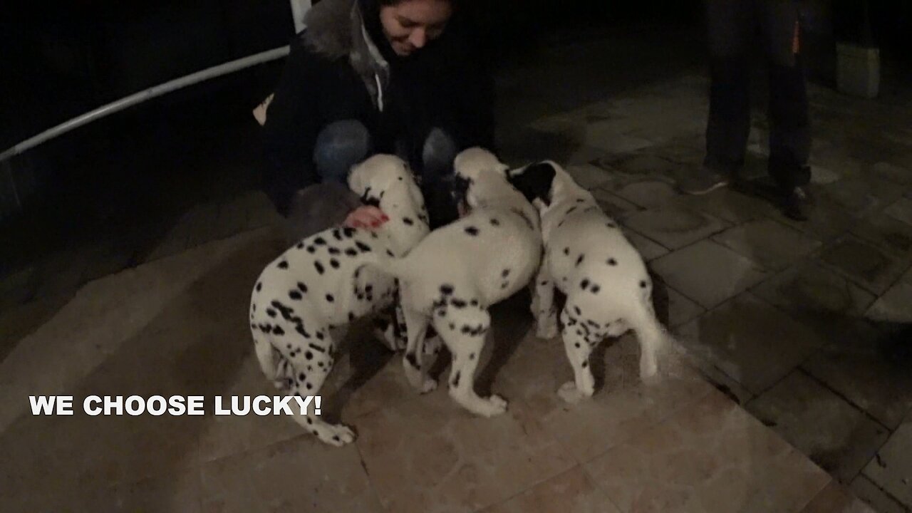 We choose Lucky!