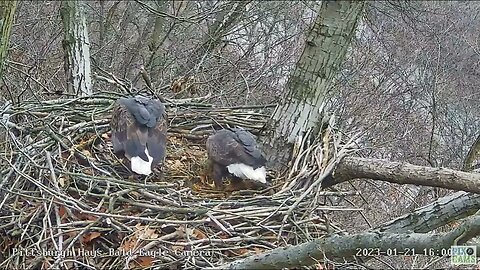 Hays Eagles Mom Screams for Dads Gift Fish 2023 01 21 16:00