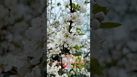 Crabapple Flowers ❤️🌸🍀🇨🇦