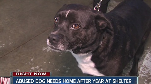Dog has been living at Madison County Humane Society for nearly two years