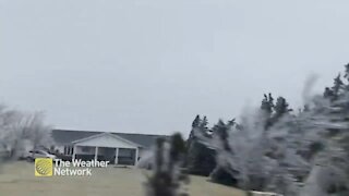 Icy trees line the road after freezing rain in Newfoundland