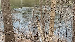 Red-Tailed Squirrel strategic spot