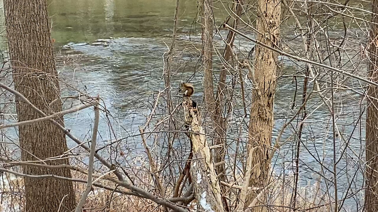 Red-Tailed Squirrel strategic spot