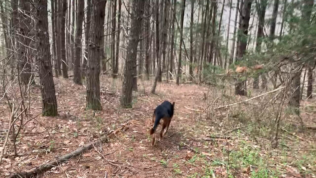 A Walk in the Woods with My Dog 😎