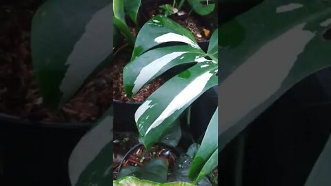monstera varigata nya kabur..