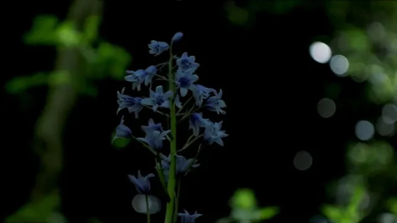 NATURE VIDEO 20SEC CLIP