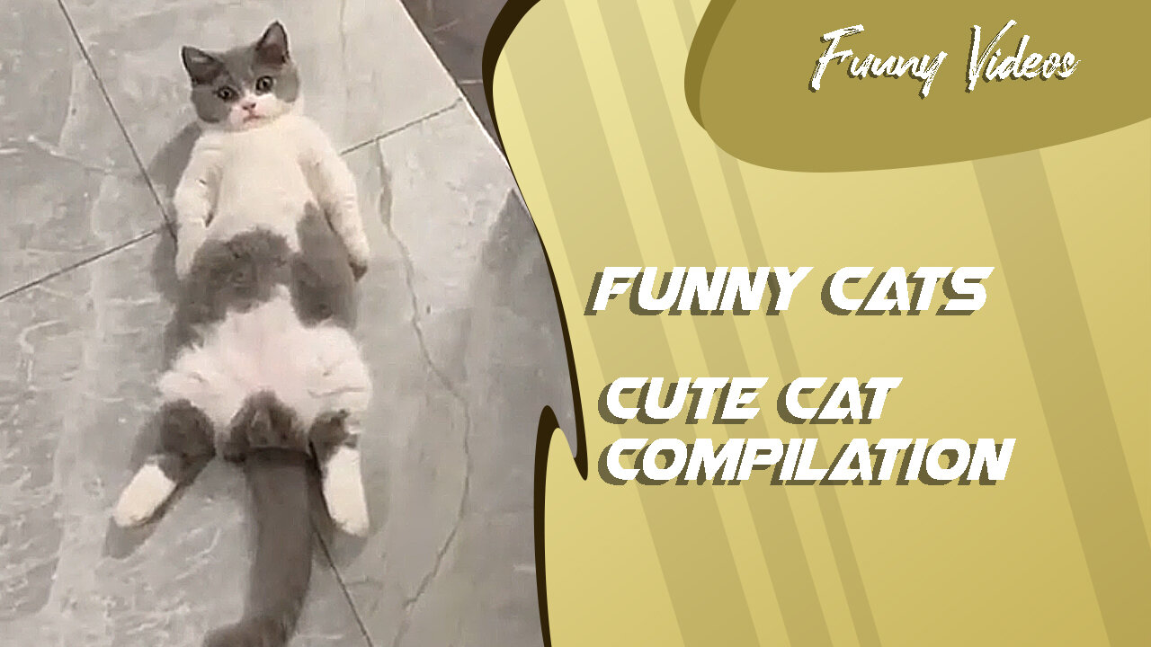 Funny Videos | Cute Cats Compilation 😻 Funny Cats