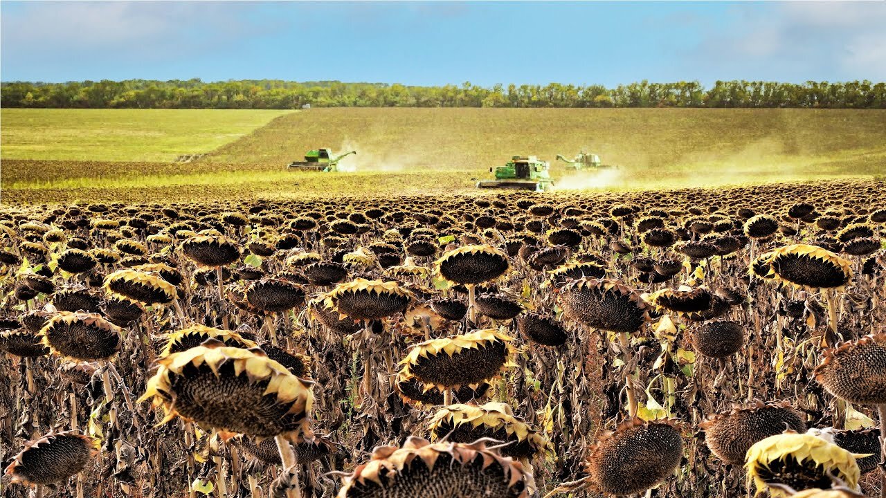 How to Harvest Sunflower Seed and Sunflower Oil Processing in Factory - Vegetable Oil Industry