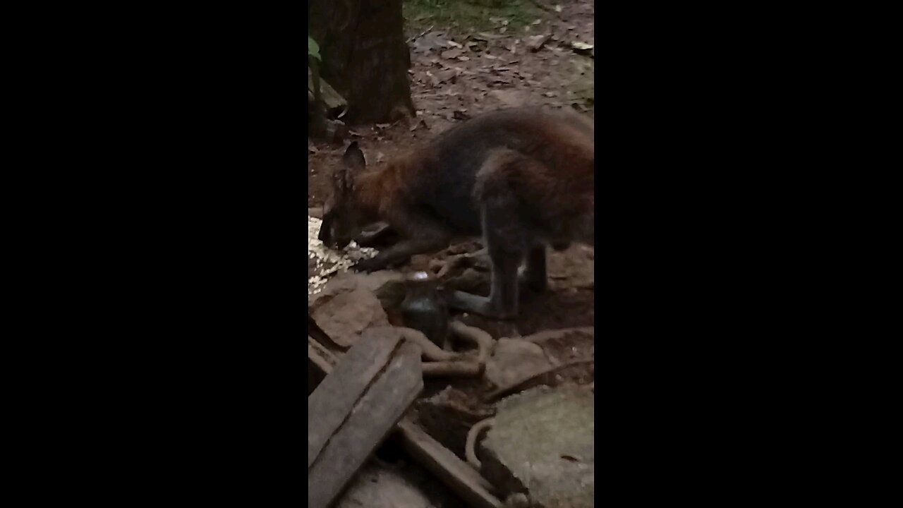 Enthusiastic Welcome Party 🥳🎉 Cabbage Day pt1 - Everybody's Cute Here 🥰🦆🦘🦆🦃🦃🦃🦘🌴😁