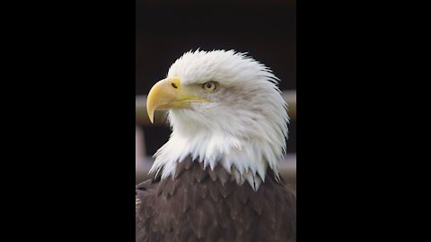 Majestic Eagle Sounds