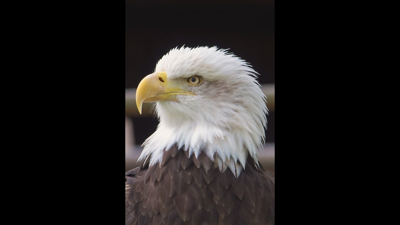 Majestic Eagle Sounds