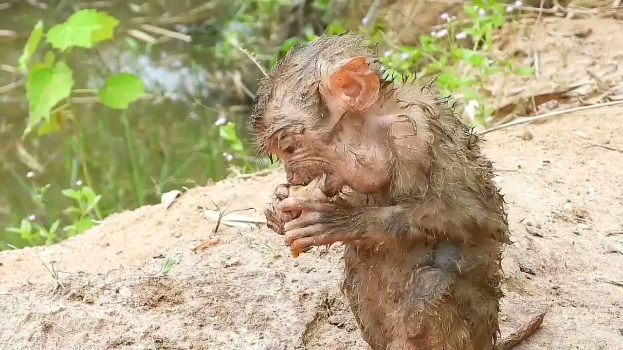 Oh My Goodness! baby kley rises from the ground to eat-12