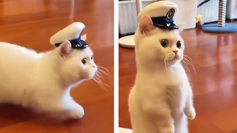Cat wear a Captain's Hat