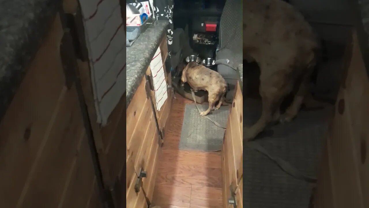 Pizza Dog #rvliving #gaming
