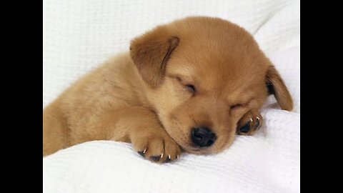 Cute dog - funny dog (2021)