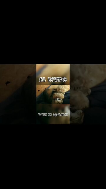 El duelo: WIKI VS MACARNI