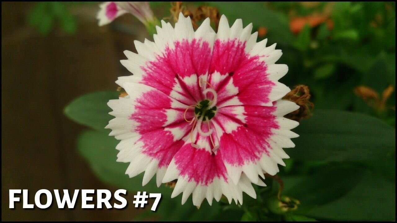 Flowers #8