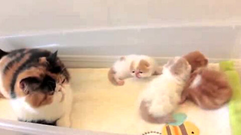 Tiger cat mom talking to her kittens