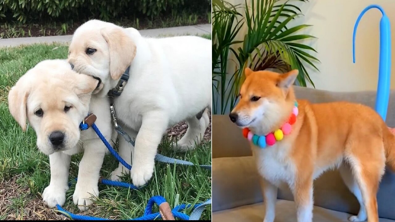 Baby Dogs - Cutest and Funniest Dog Videos Compilation 2022