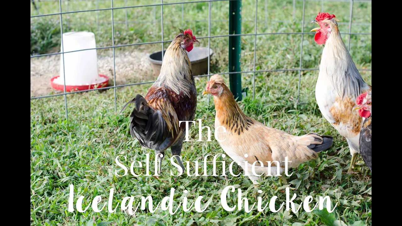 The Self Sufficient Icelandic Chicken