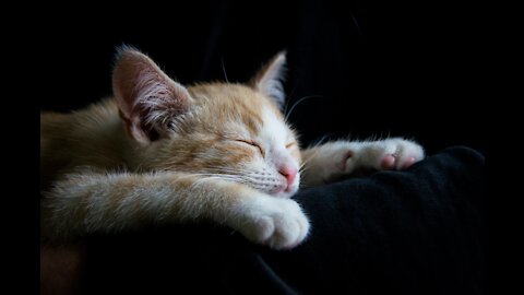 Funny Cats Sleeping in Weird Position