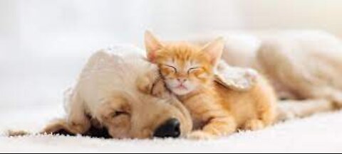 2021 Cute Cats And Dog Funny Videos Compilation moments