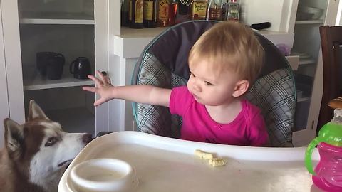 Compassionate baby shares food with Siberian husky