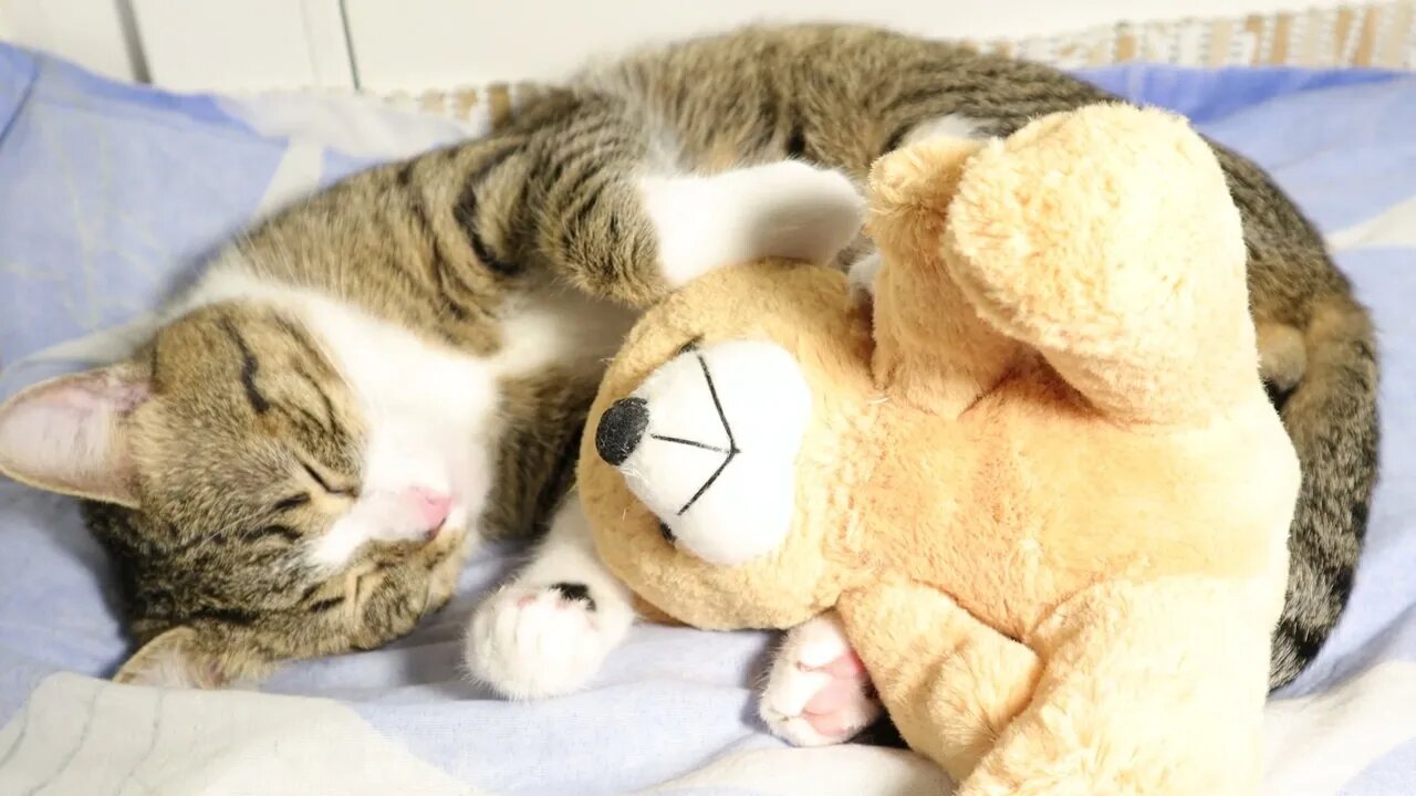 Sweet Funny Cat Bites His Teddy Bear