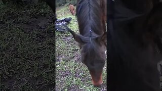 The secret lives of horses