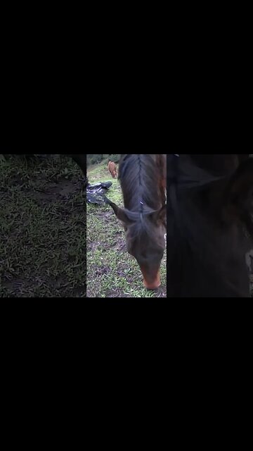 The secret lives of horses