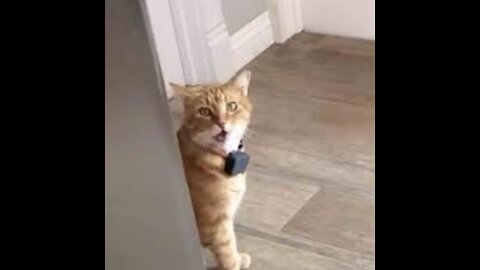 TikTok pets videos that will 100% make u laugh