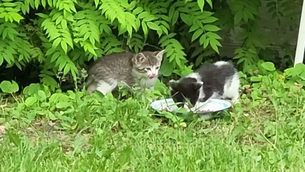 Hidden kittens