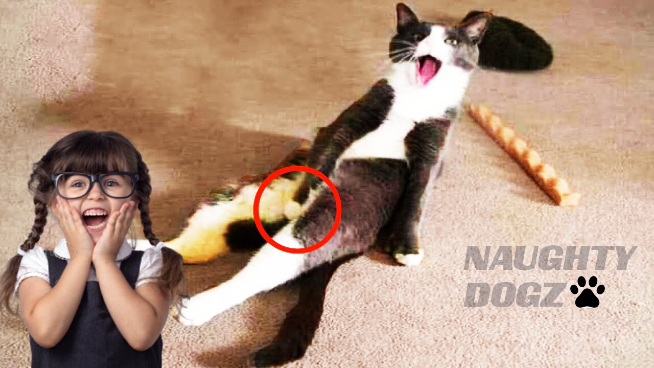 NAUGHTY DOGZ | Cute cats and Funny Times