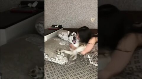 The Husky Doth Protest Too Much