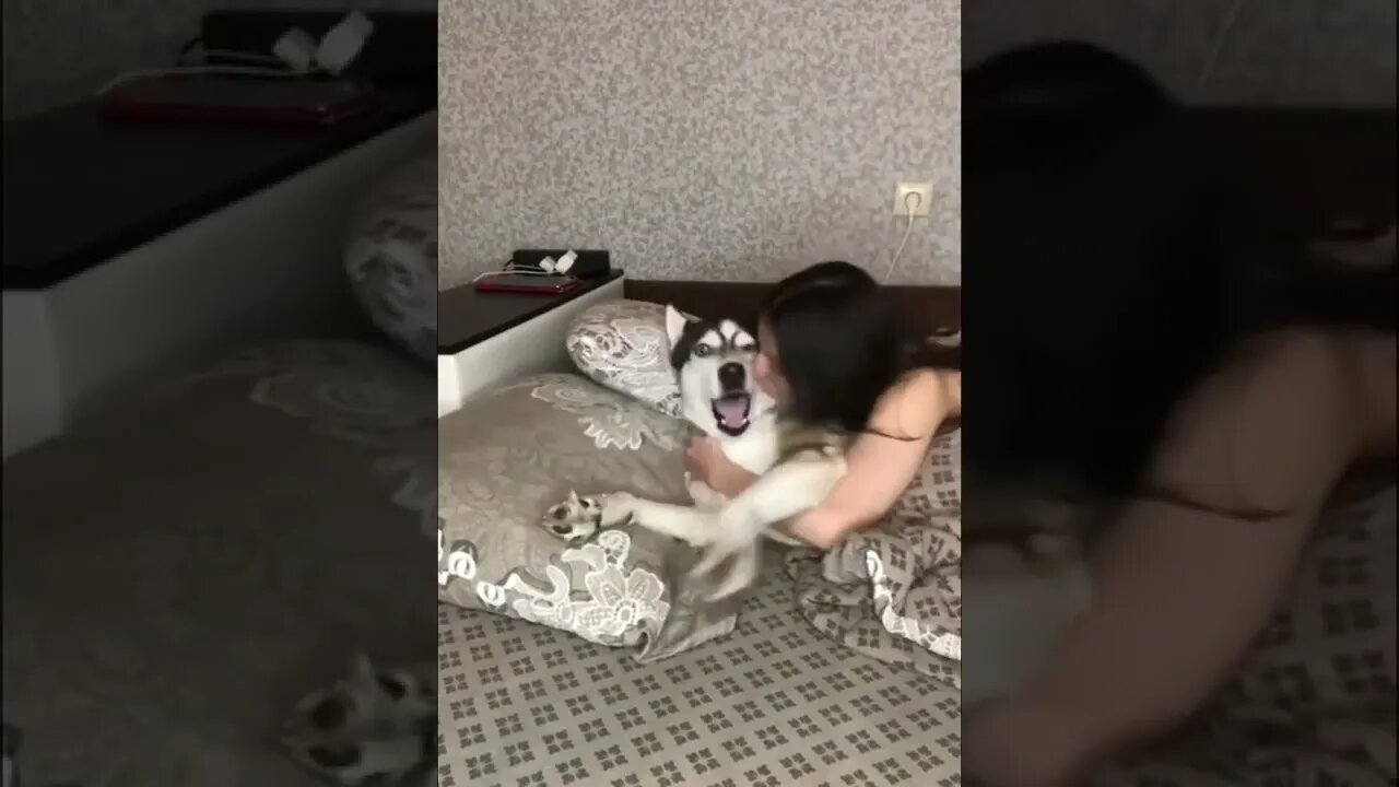 The Husky Doth Protest Too Much