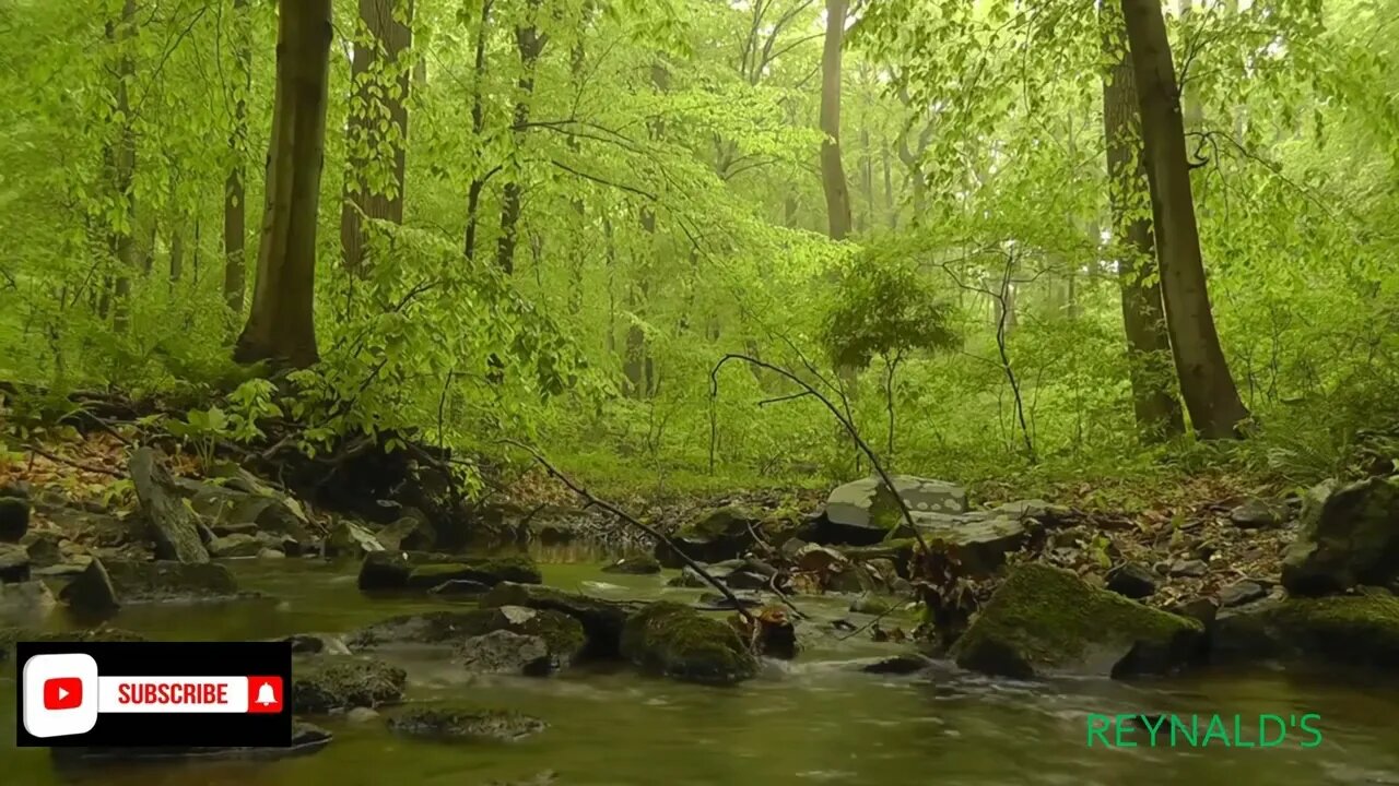 Get A Good Night's Rest In 3 Minutes: Jungle Sound. #Forestsounds