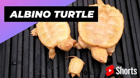 Albino Snapping Turtle 🐢 One Albino Animal You Have Never Seen #shorts #albinoturtle #snapping